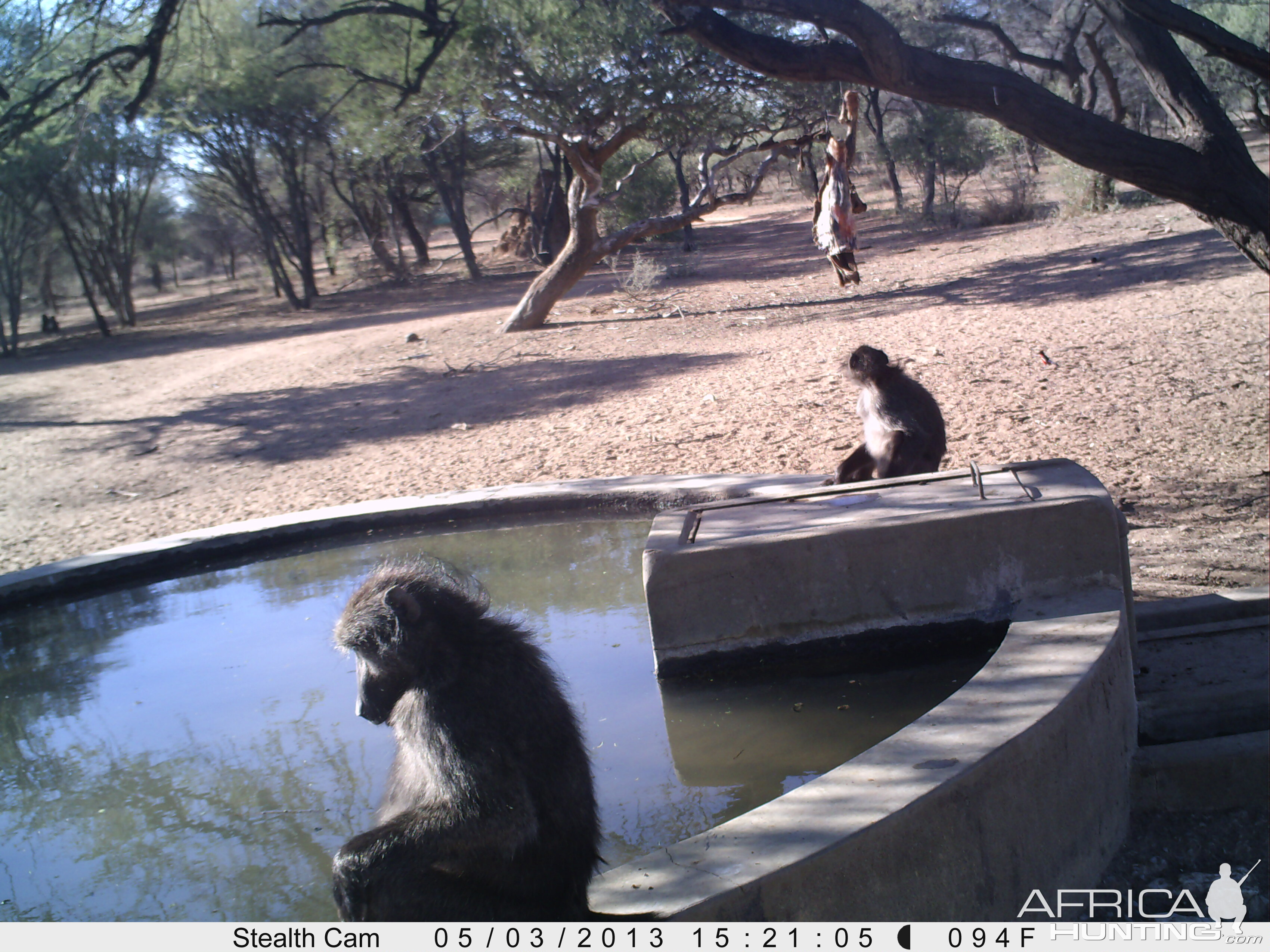 Baboon Trail Camera