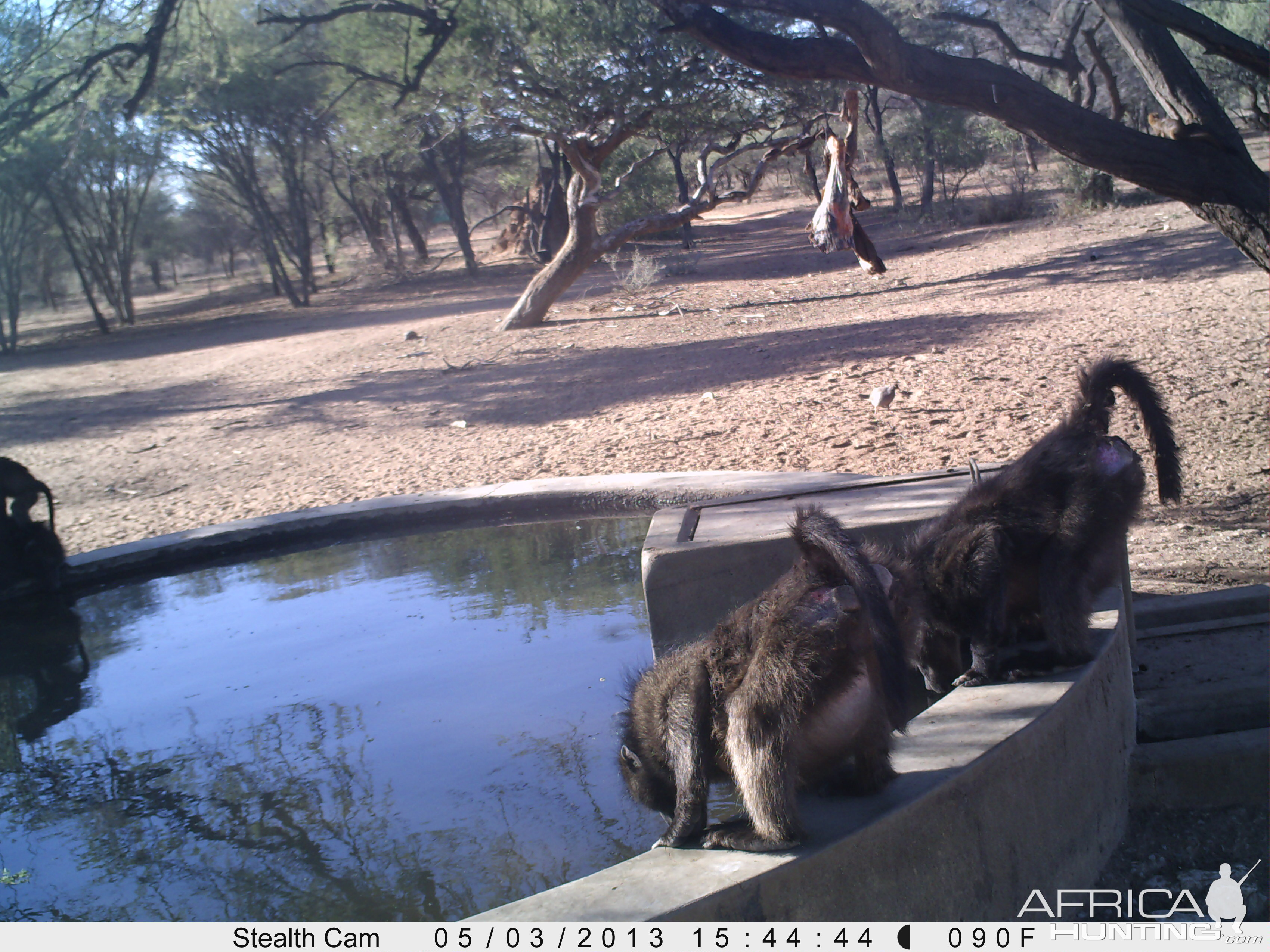 Baboon Trail Camera