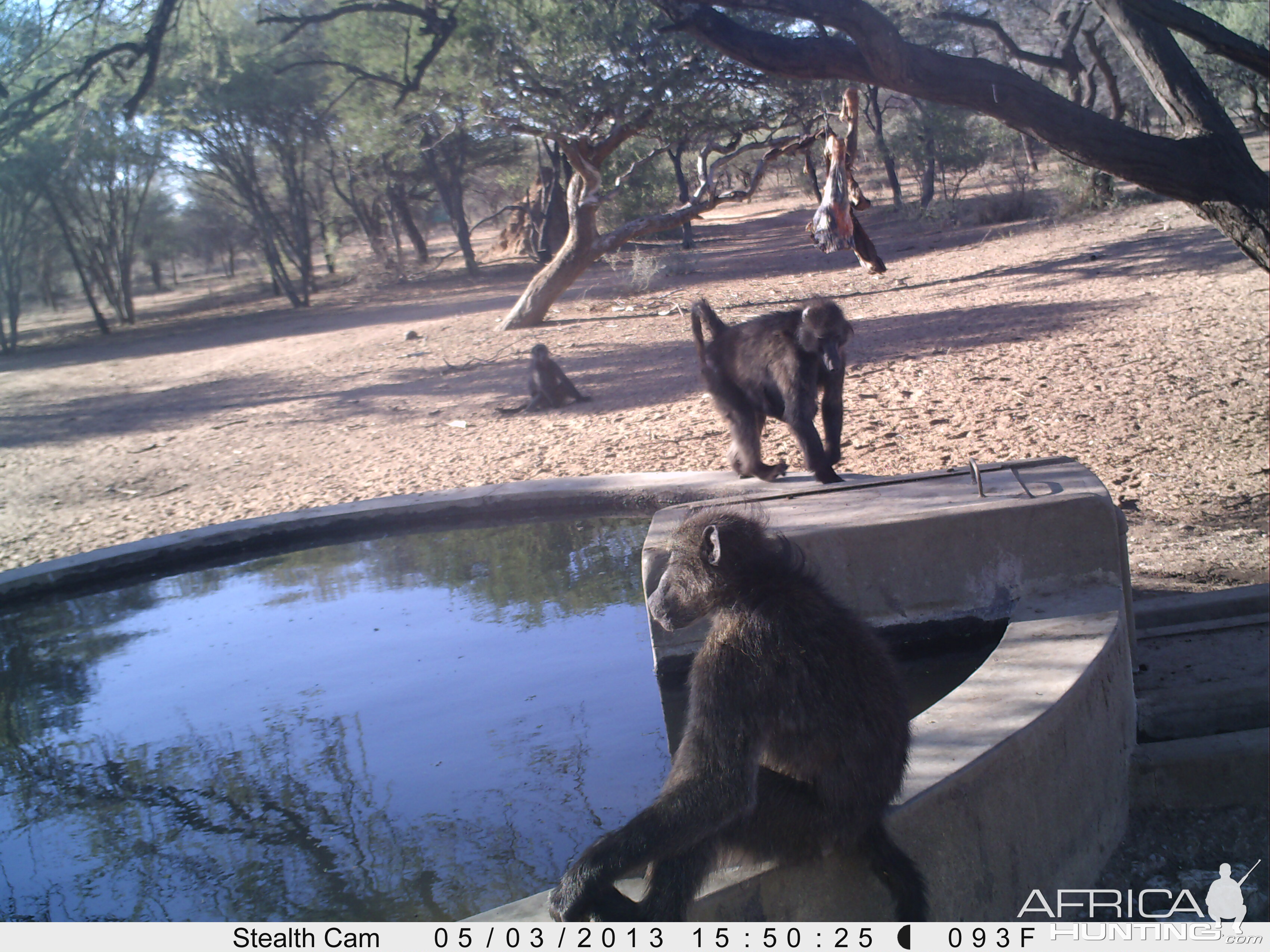 Baboon Trail Camera