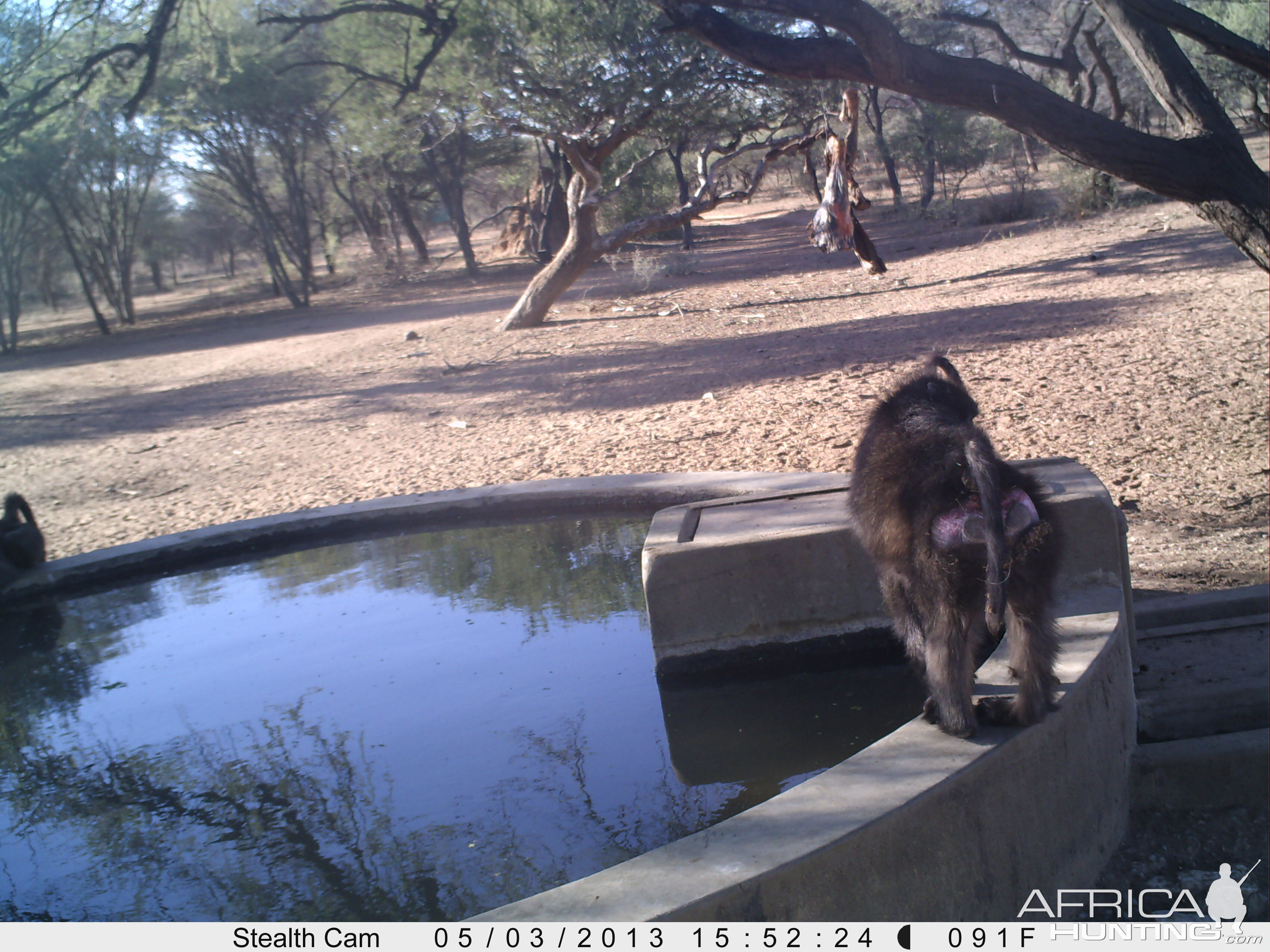 Baboon Trail Camera