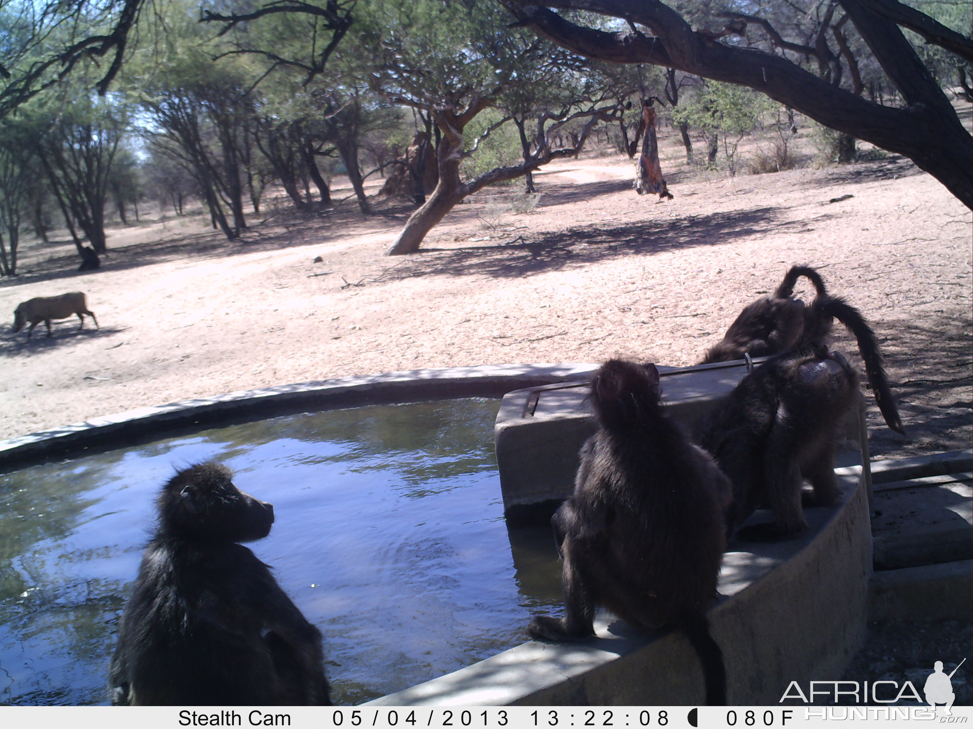 Baboon Trail Camera