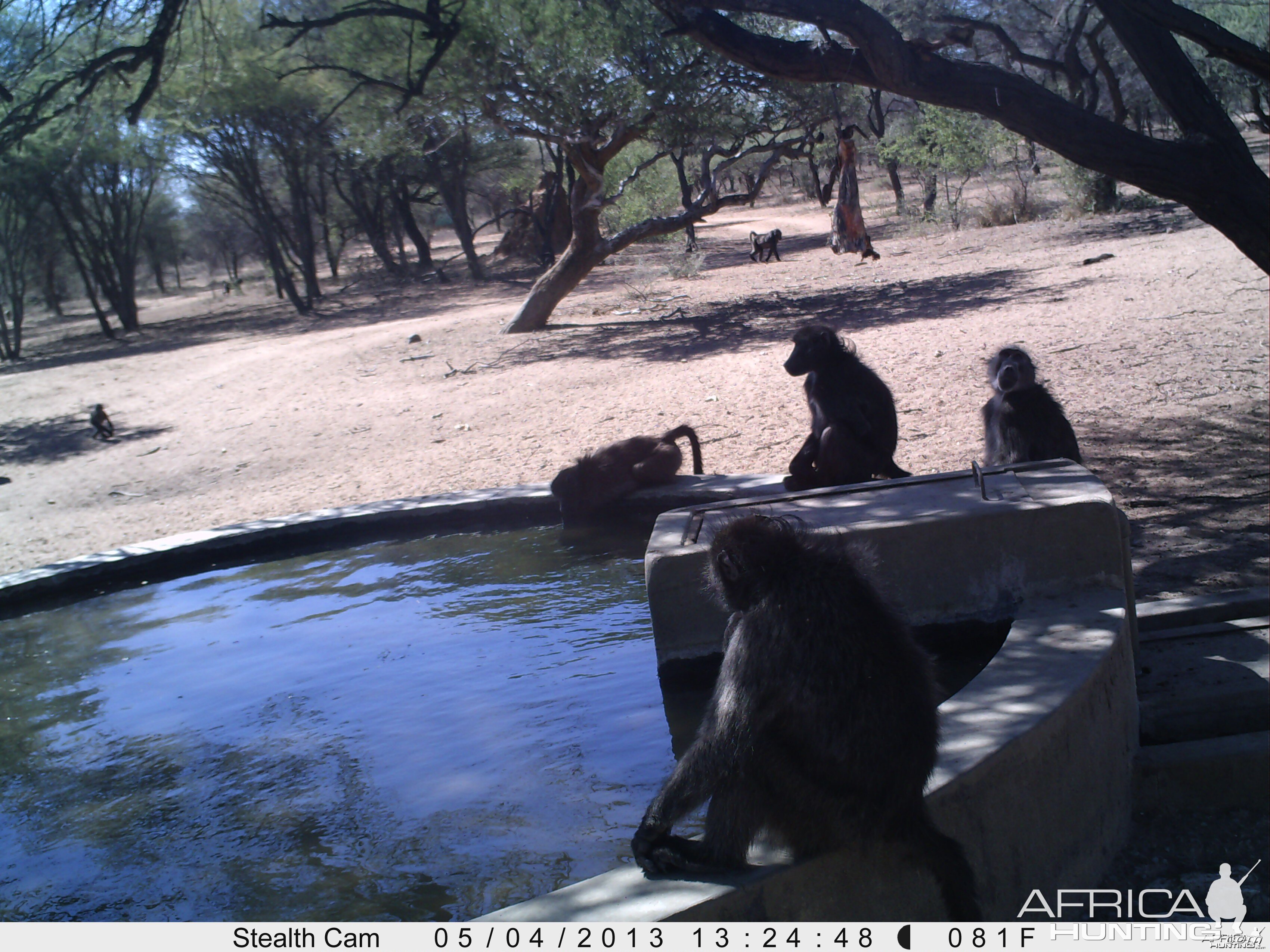 Baboon Trail Camera