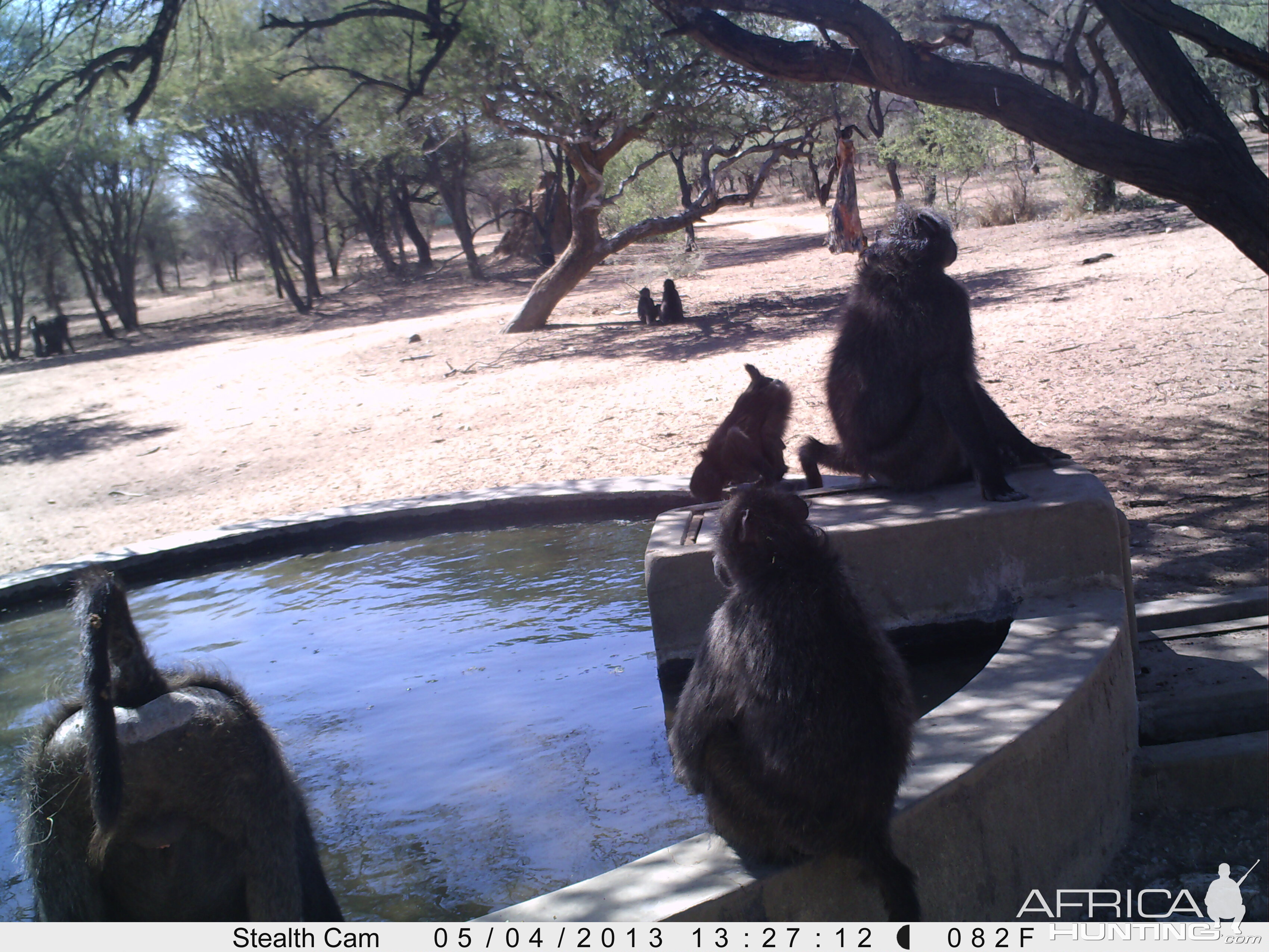 Baboon Trail Camera