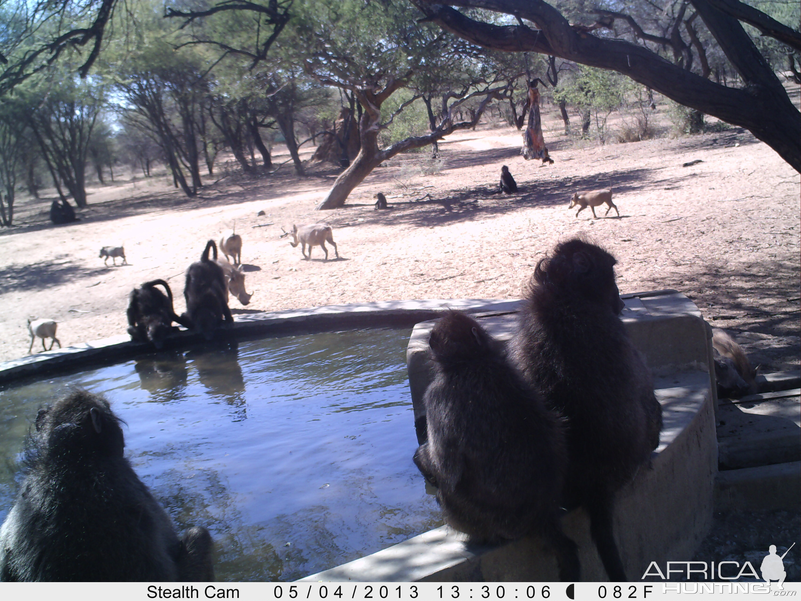 Baboon Trail Camera