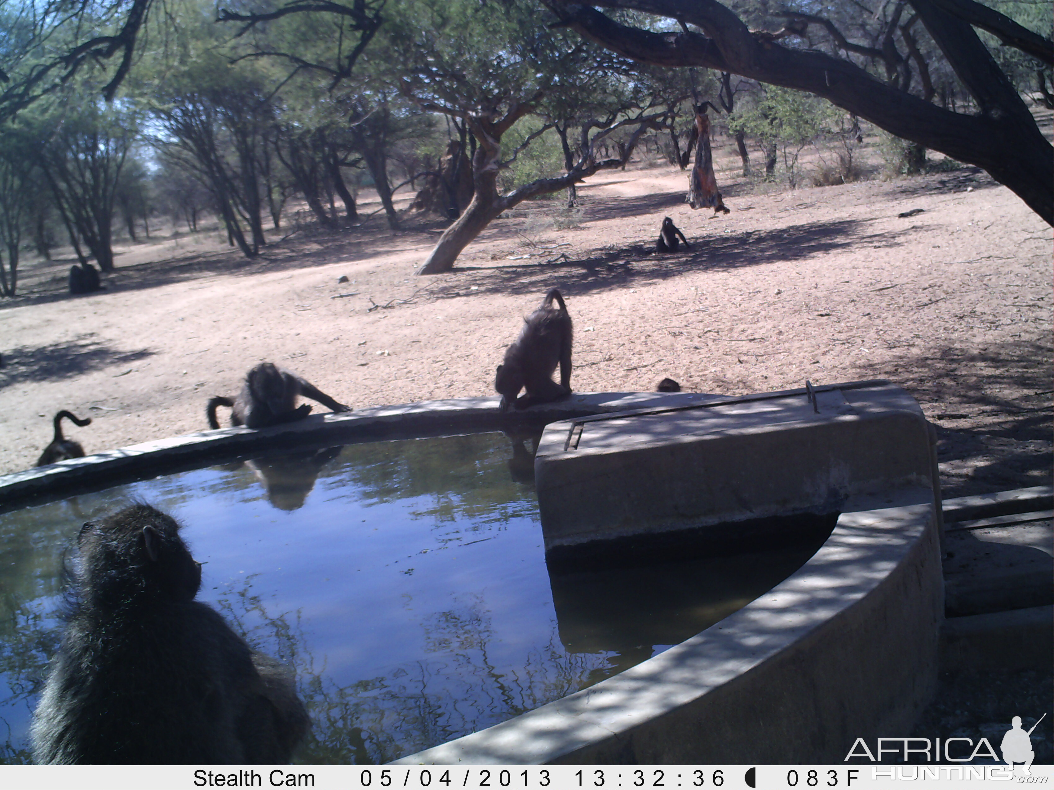 Baboon Trail Camera