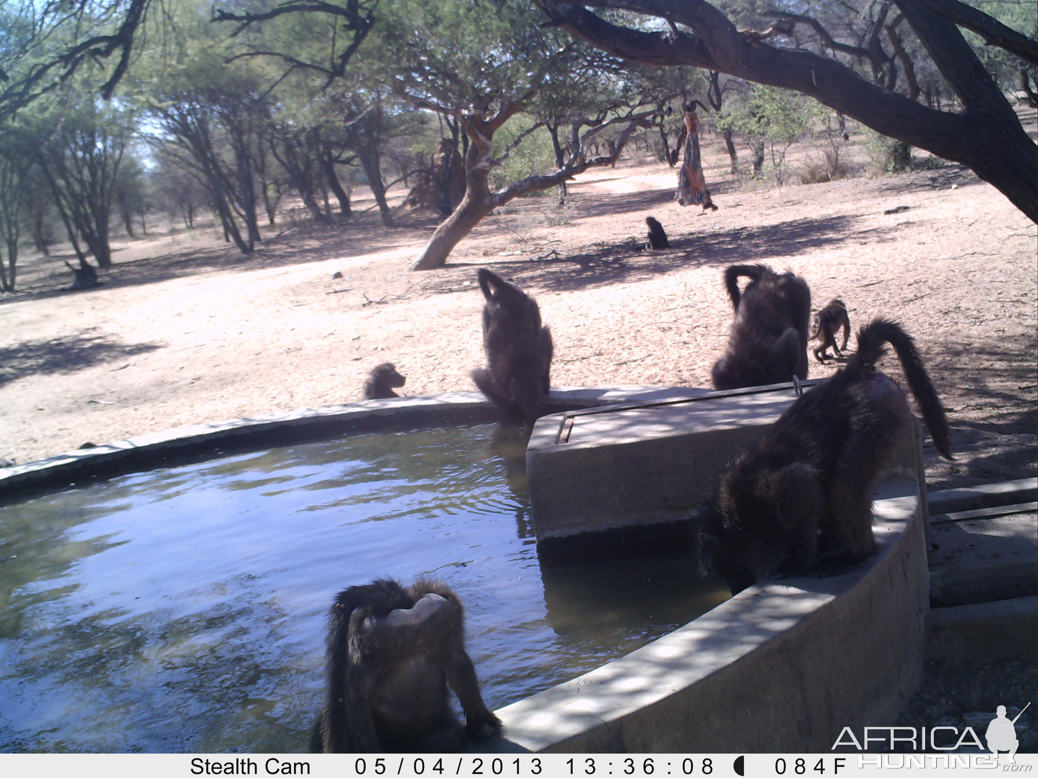 Baboon Trail Camera