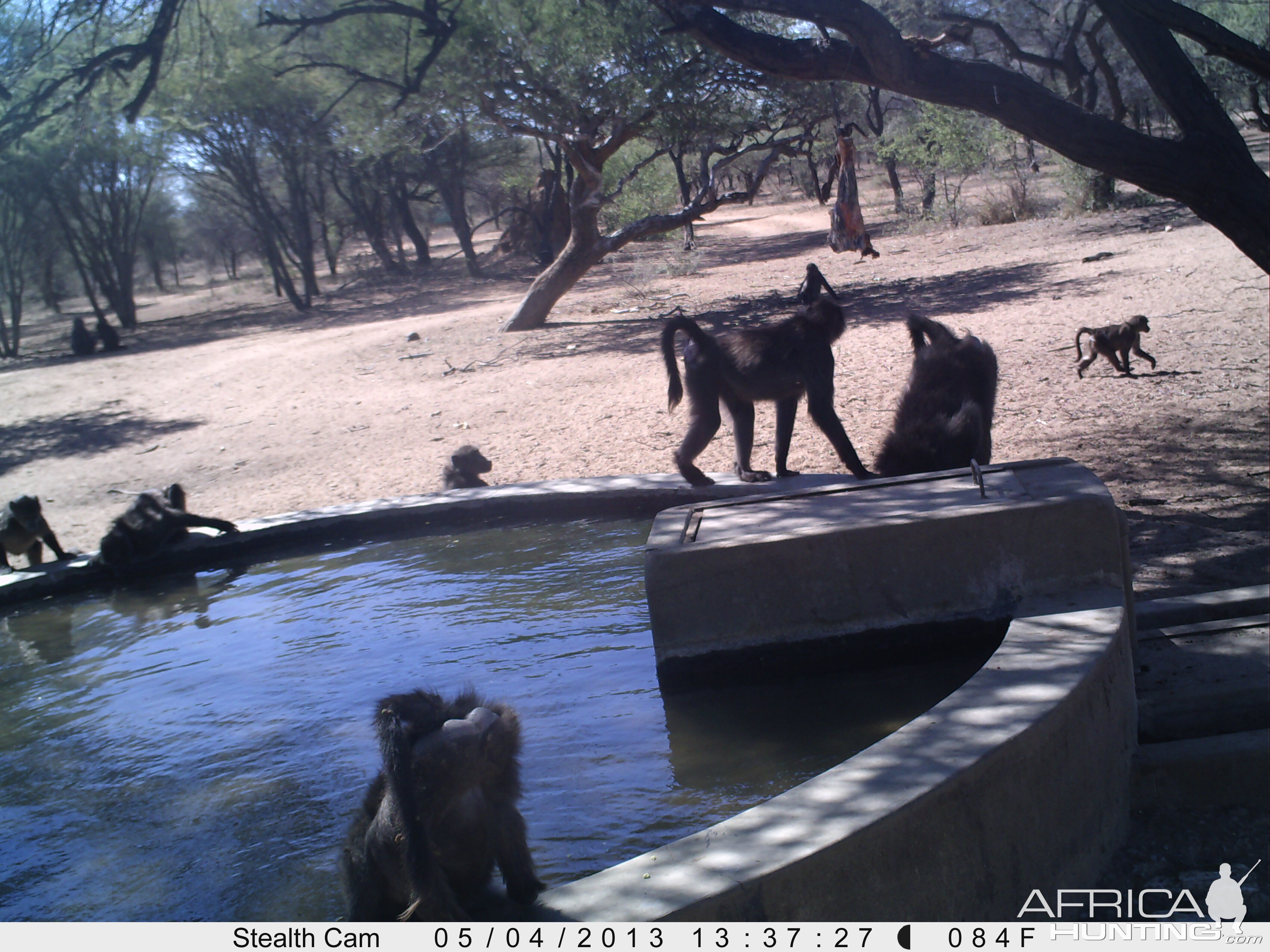 Baboon Trail Camera