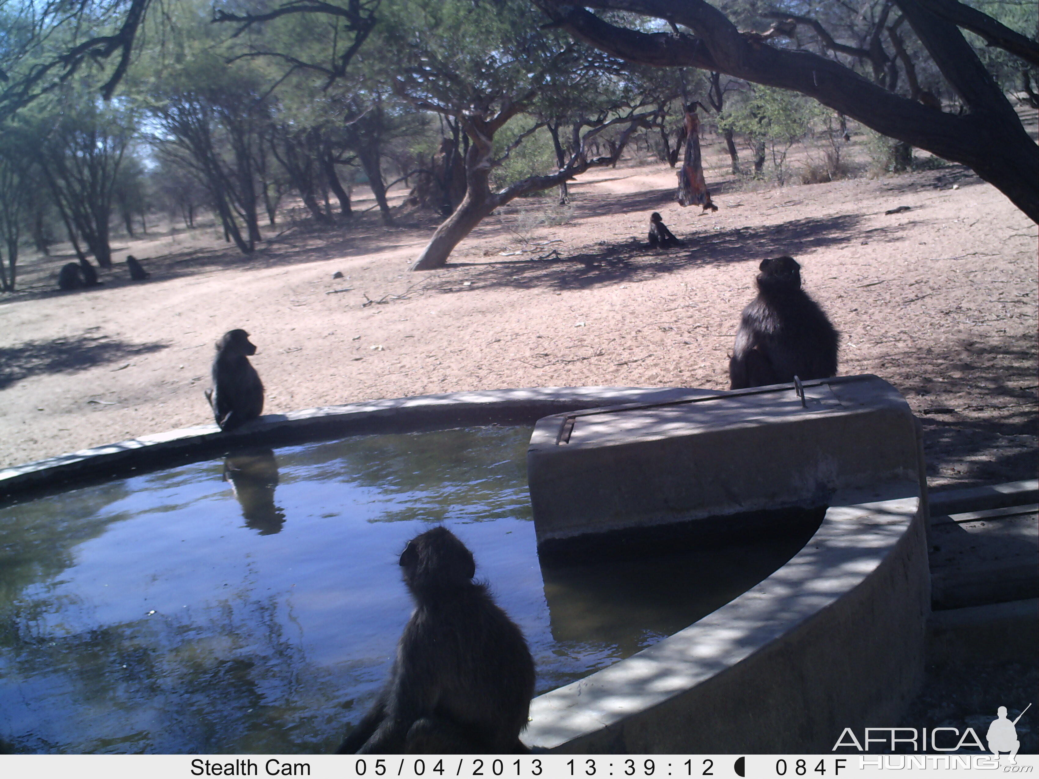 Baboon Trail Camera