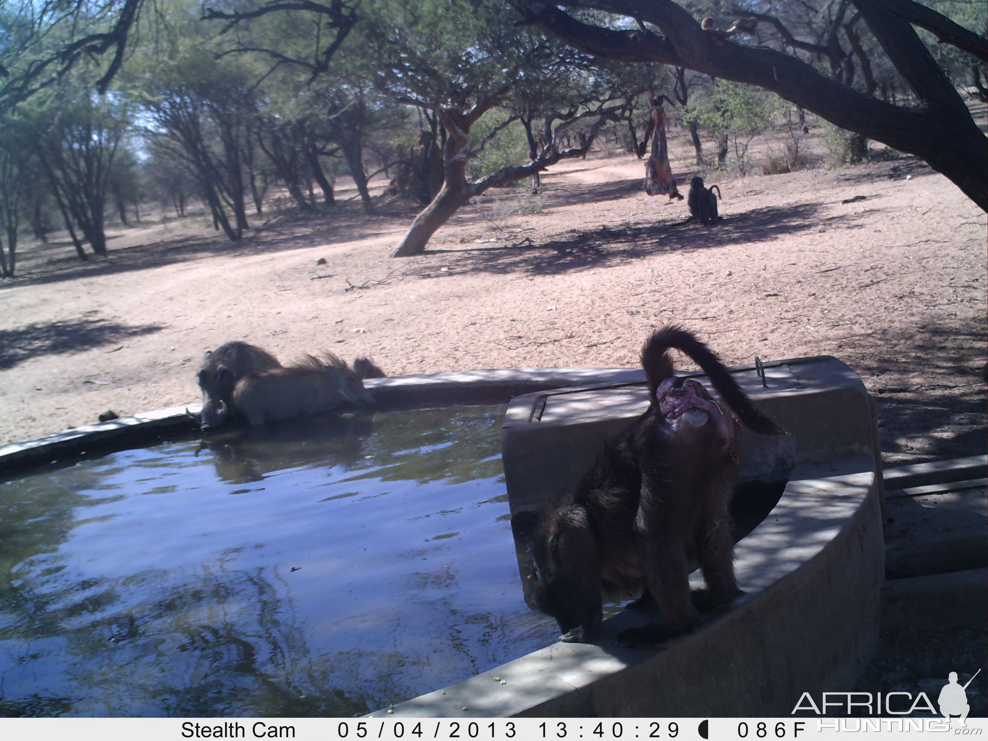 Baboon Trail Camera