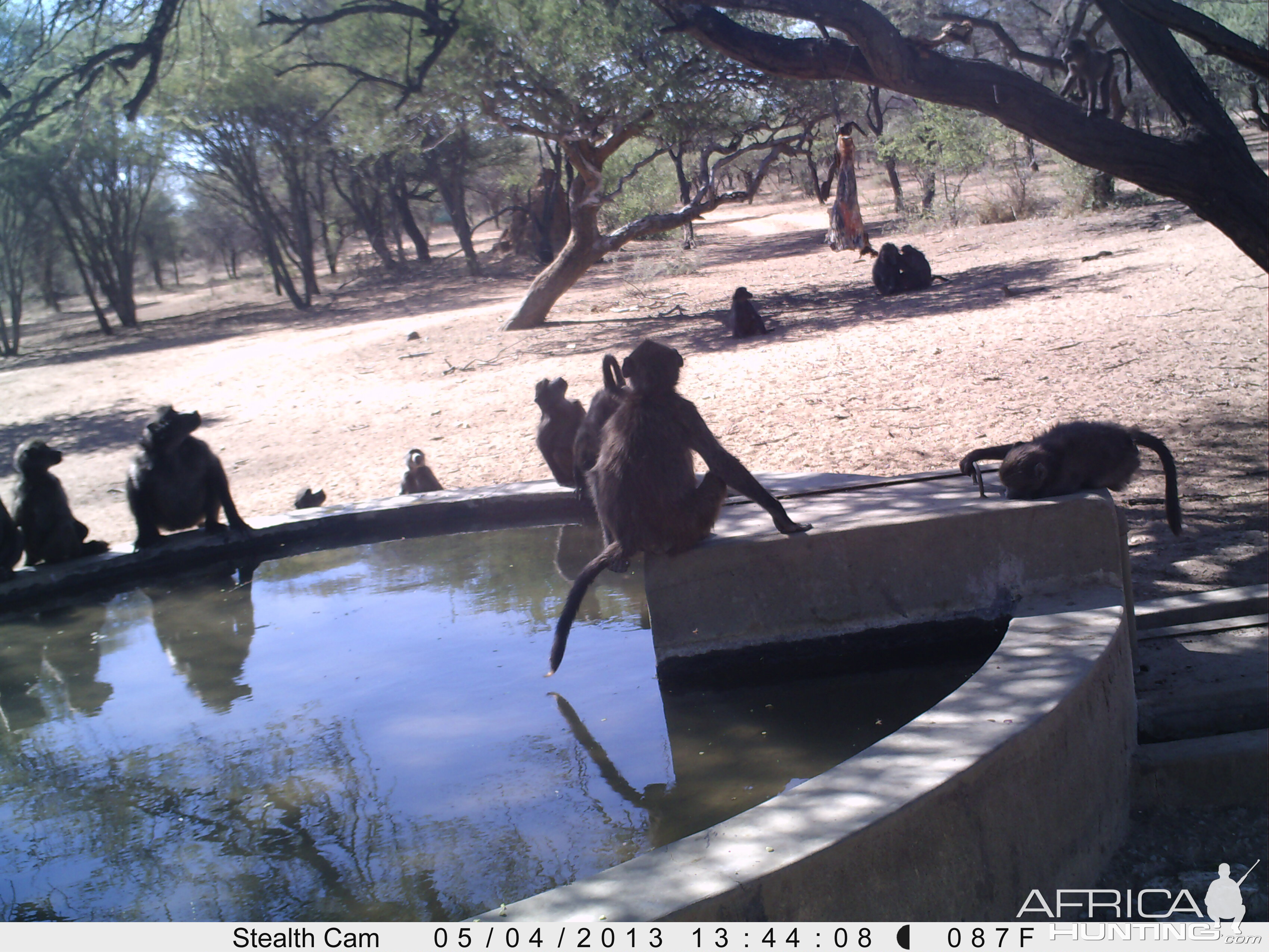 Baboon Trail Camera