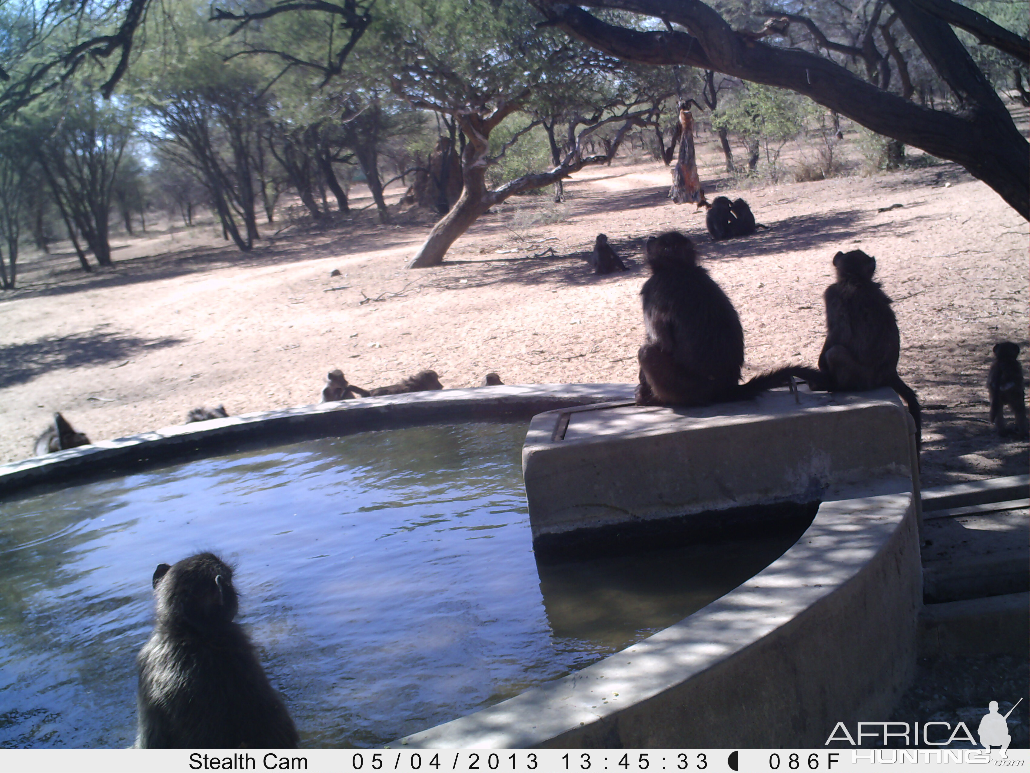 Baboon Trail Camera