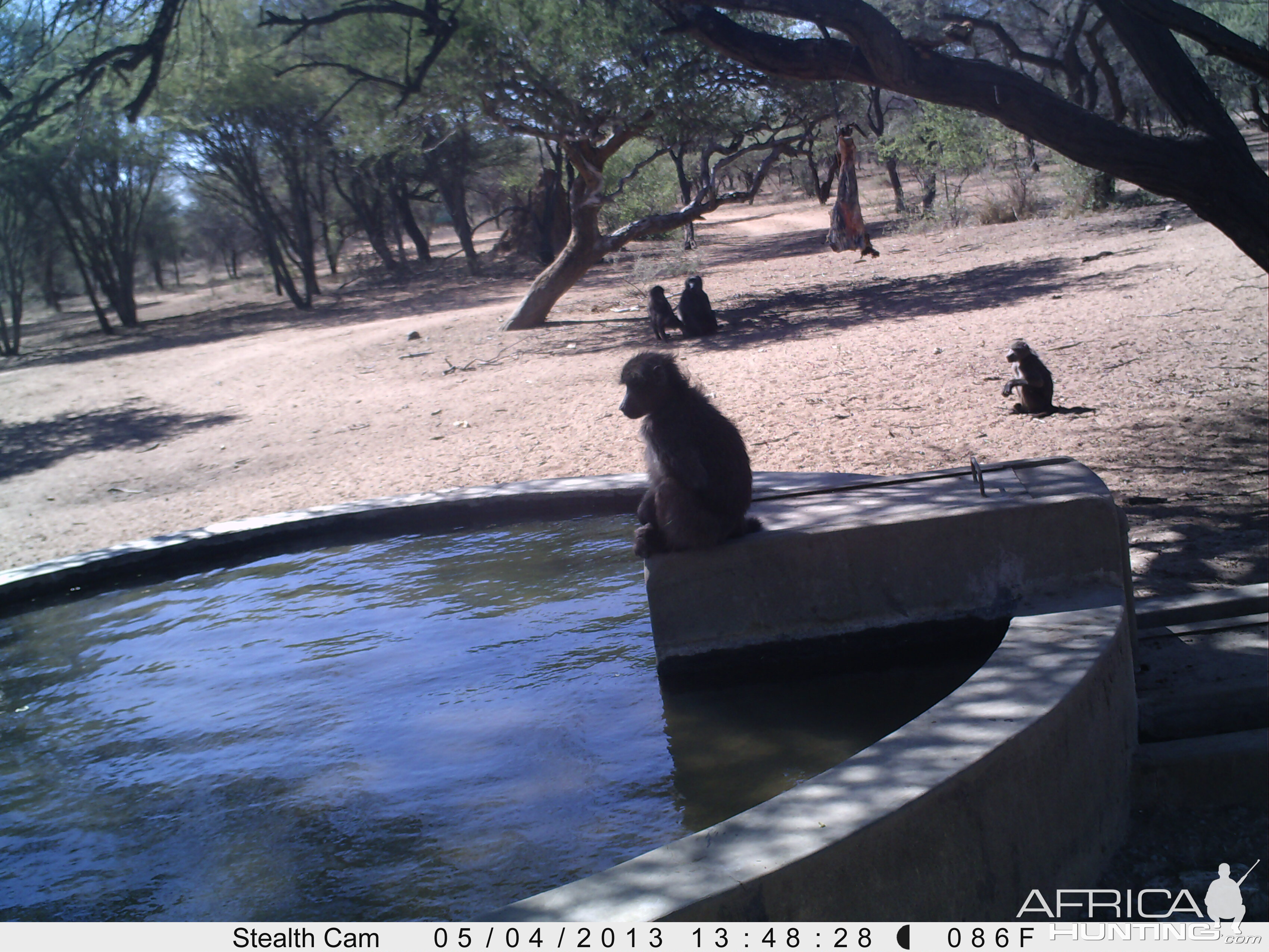 Baboon Trail Camera