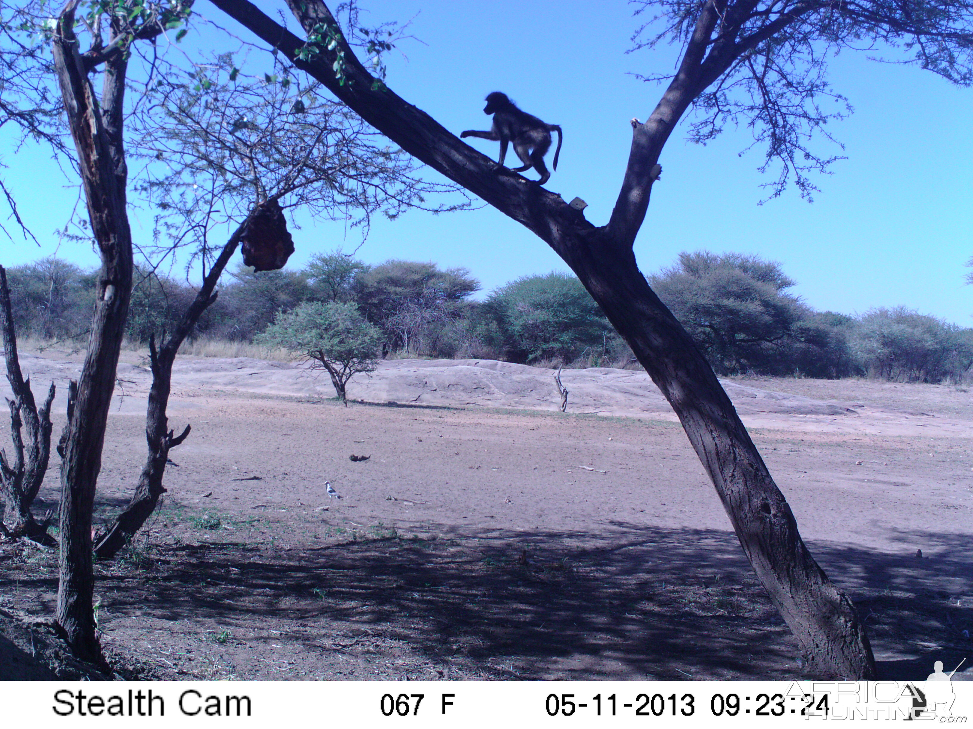 Baboon Trail Camera