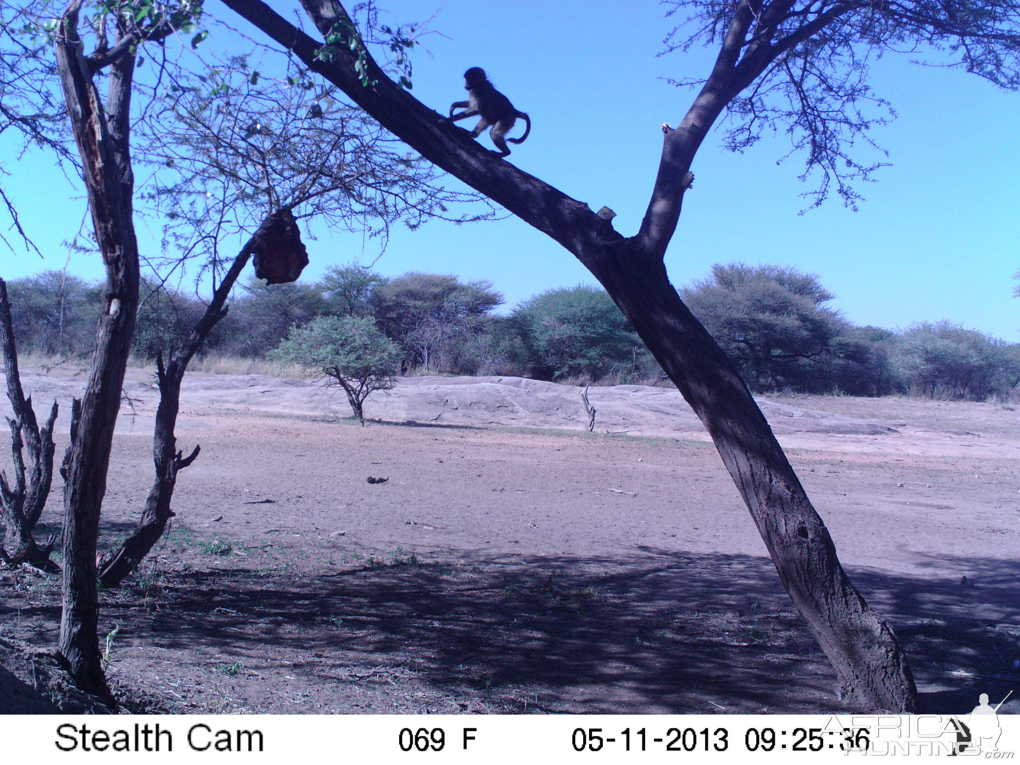 Baboon Trail Camera