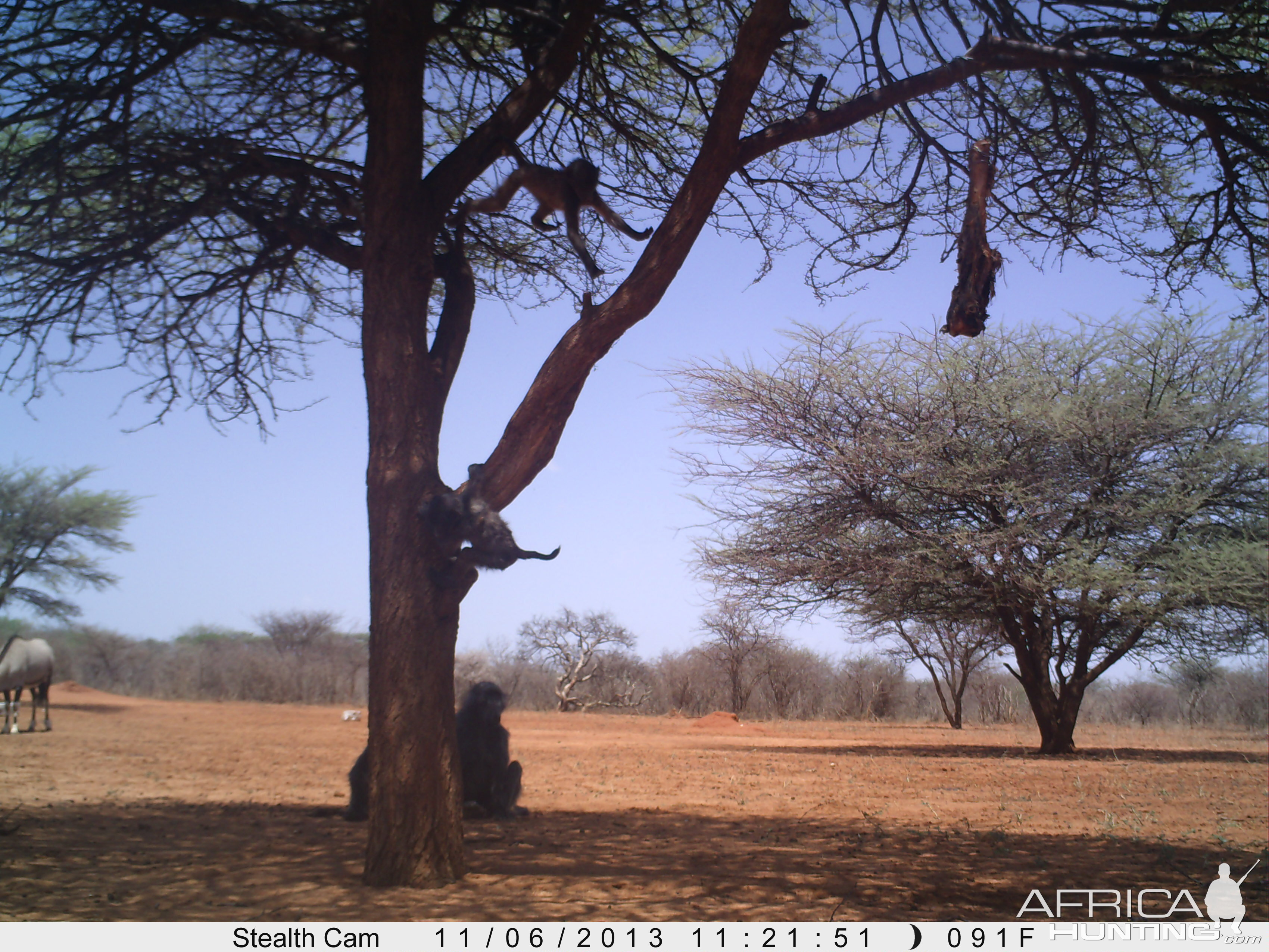 Baboon Trail Camera