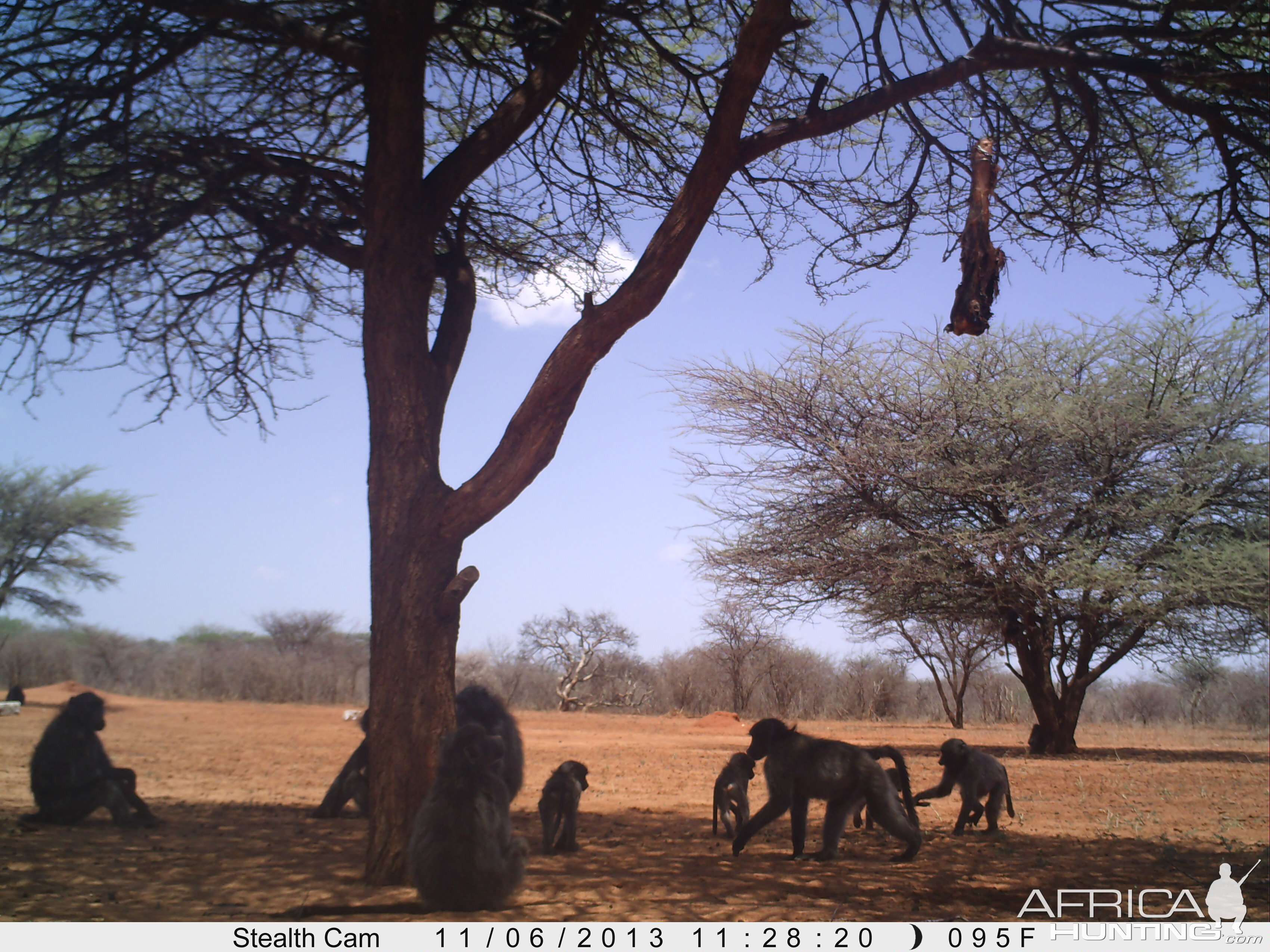 Baboon Trail Camera