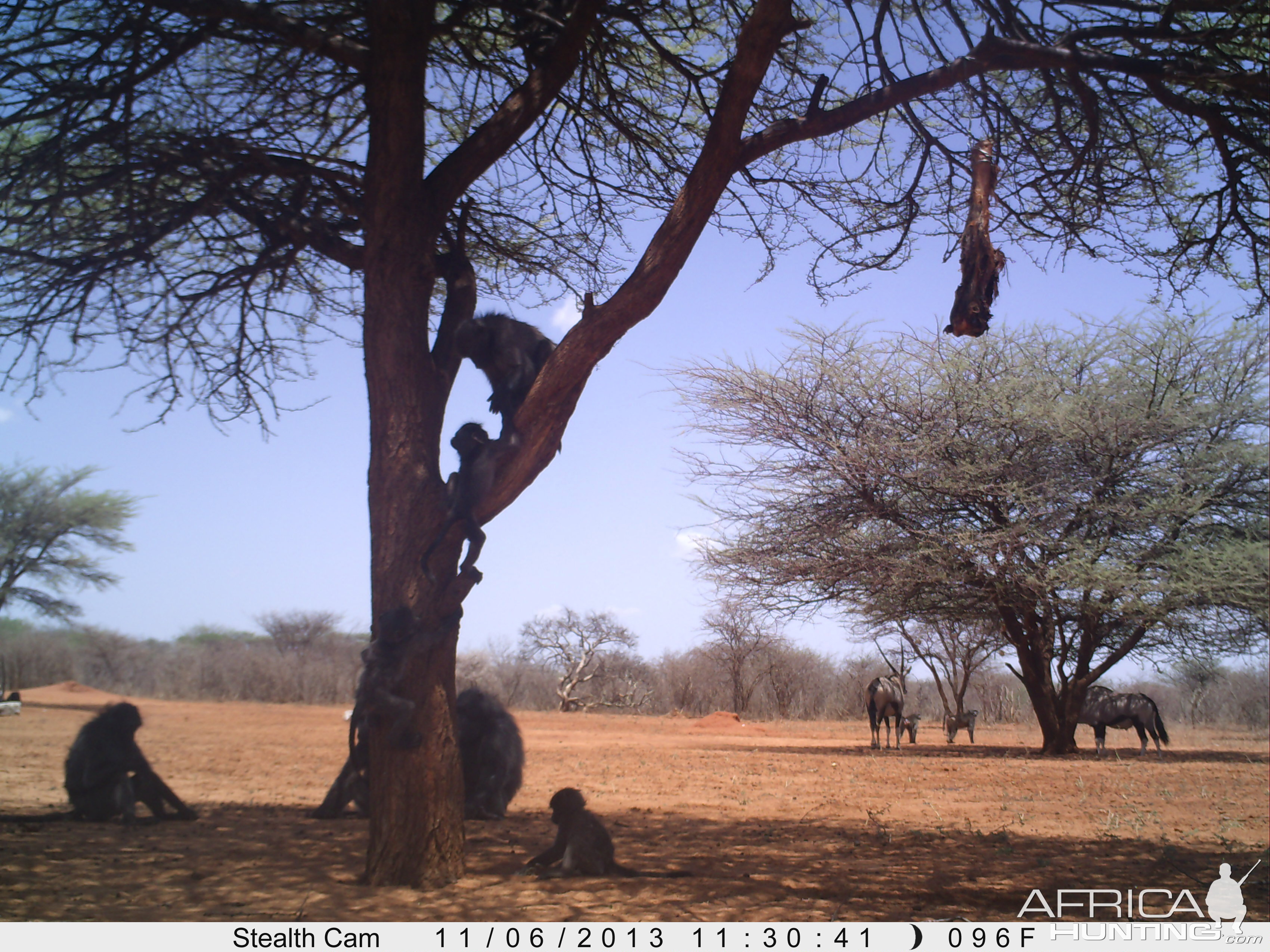 Baboon Trail Camera