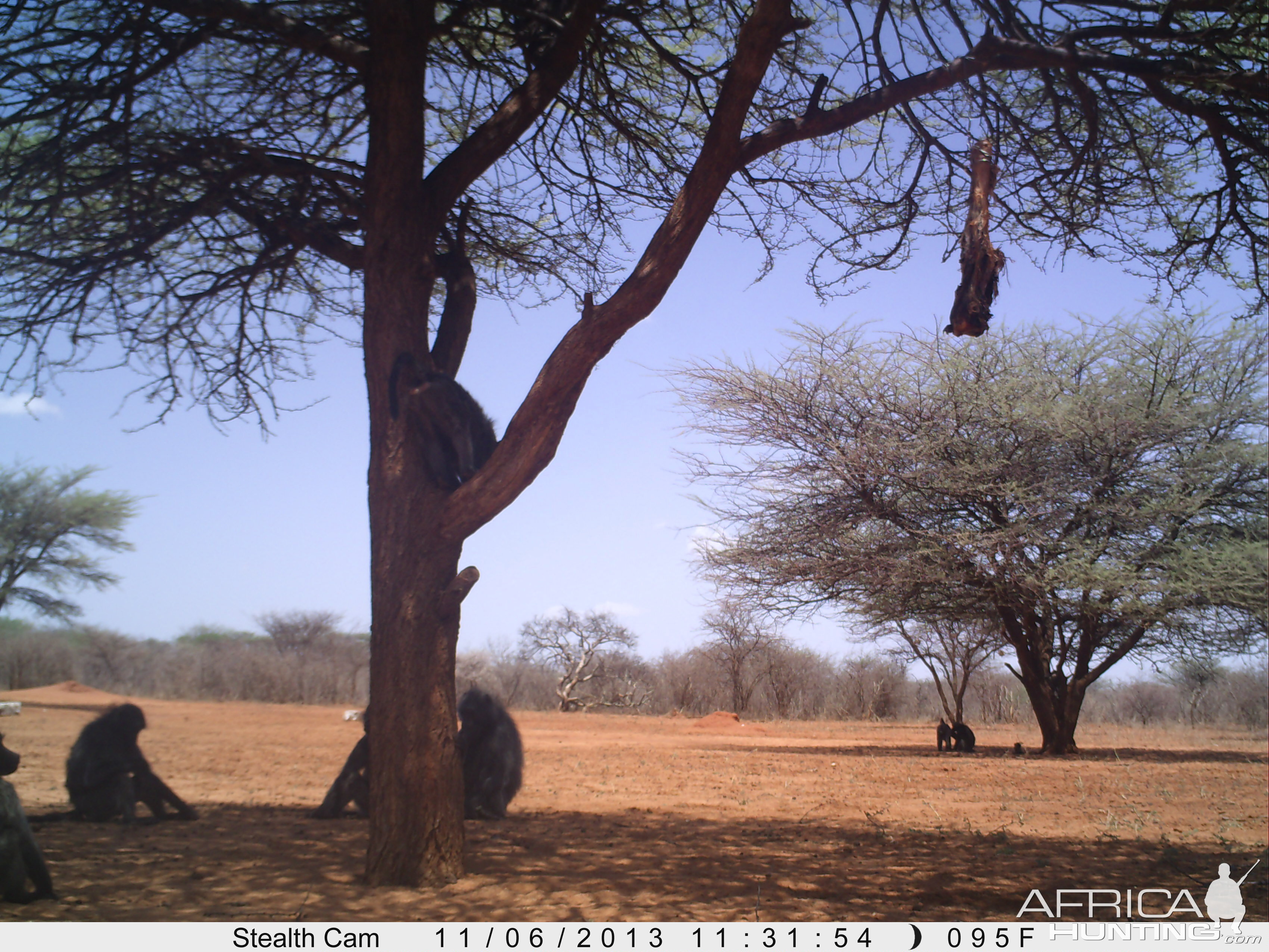 Baboon Trail Camera