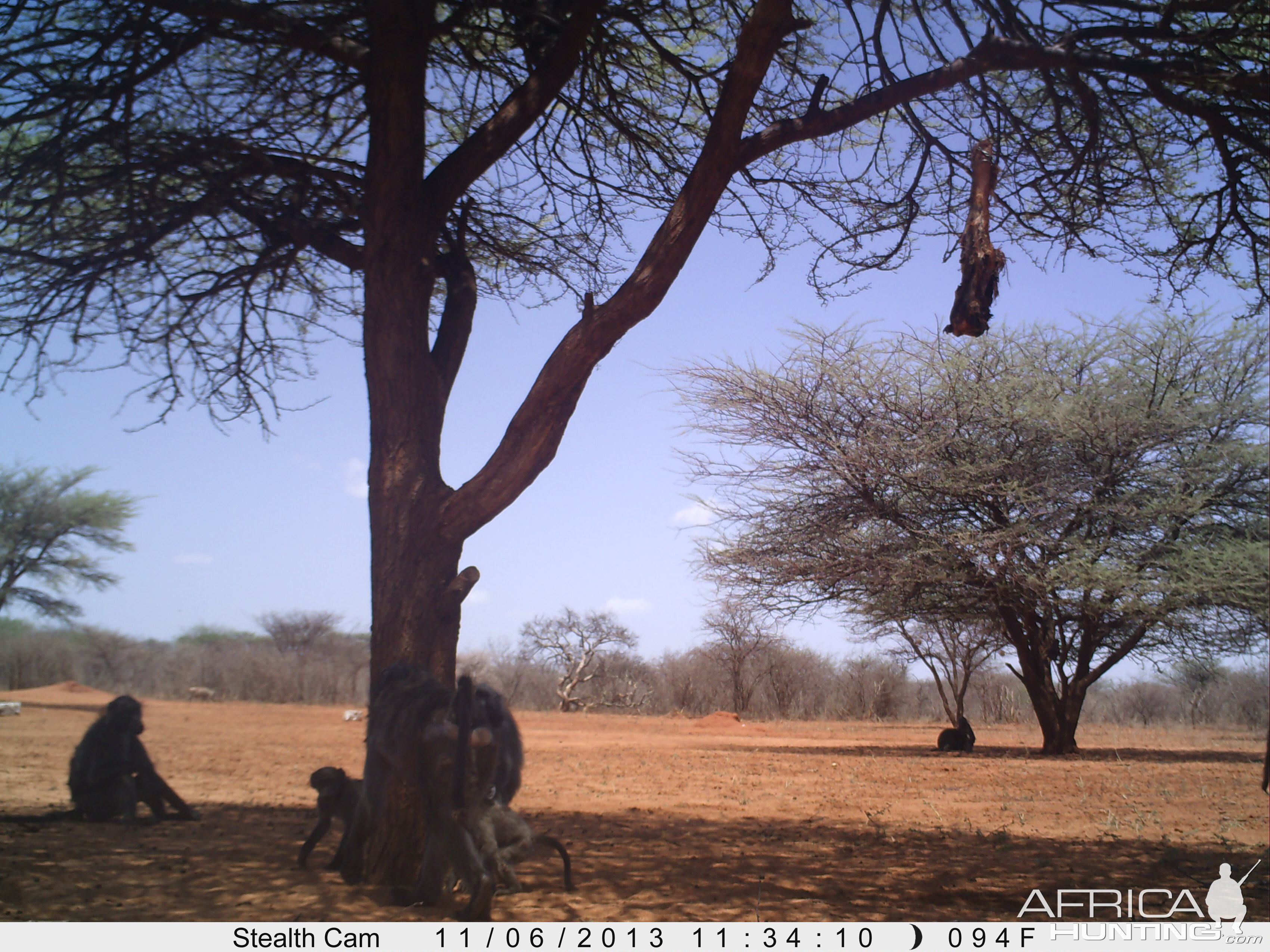 Baboon Trail Camera