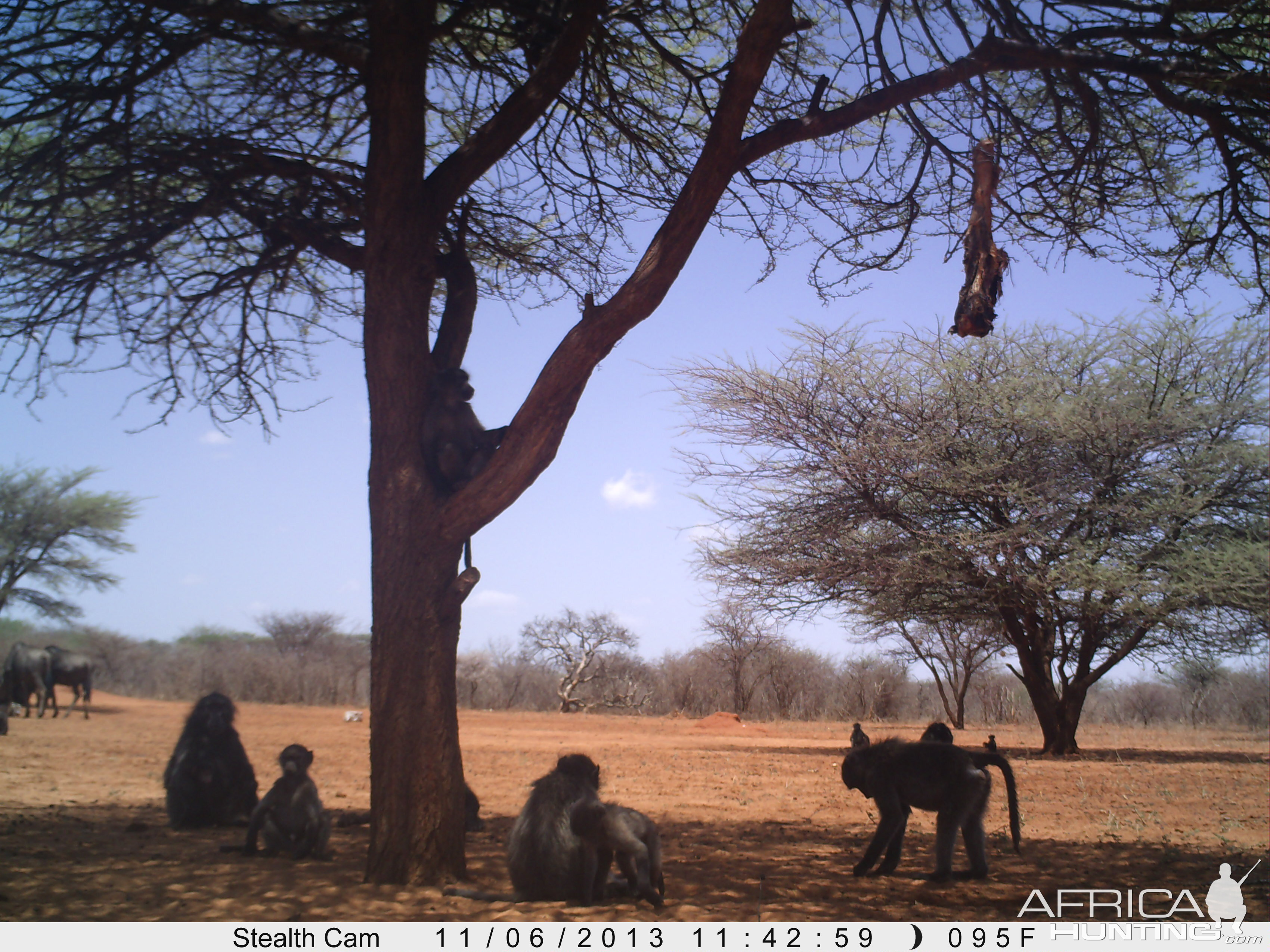 Baboon Trail Camera