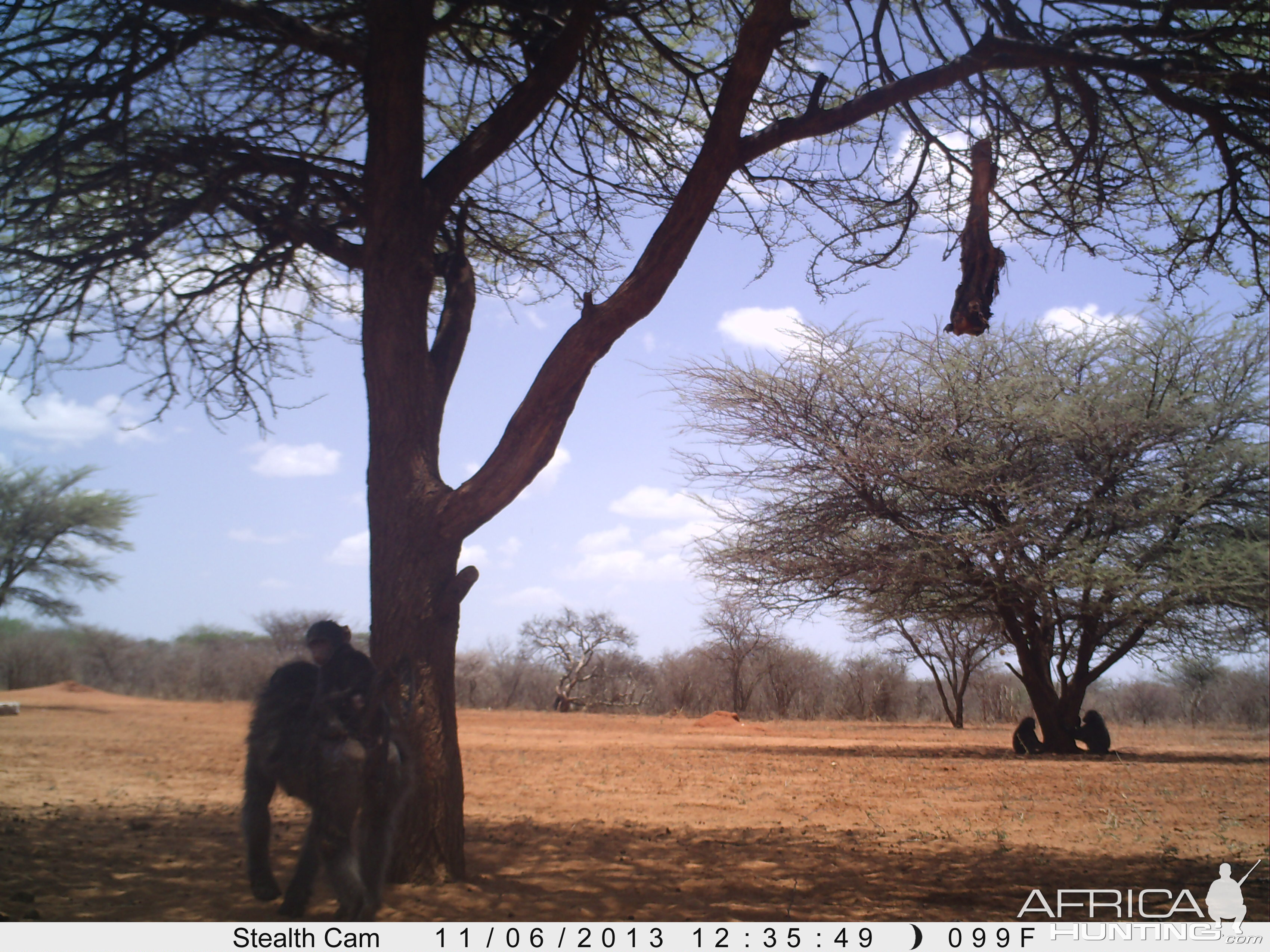 Baboon Trail Camera