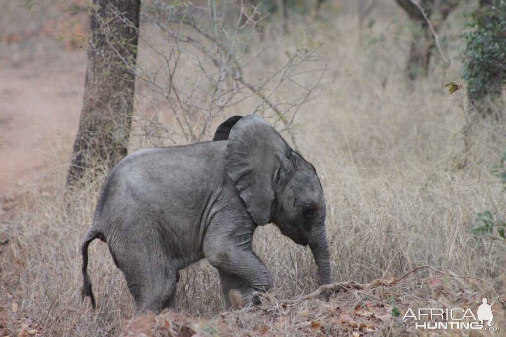 Baby Elephant