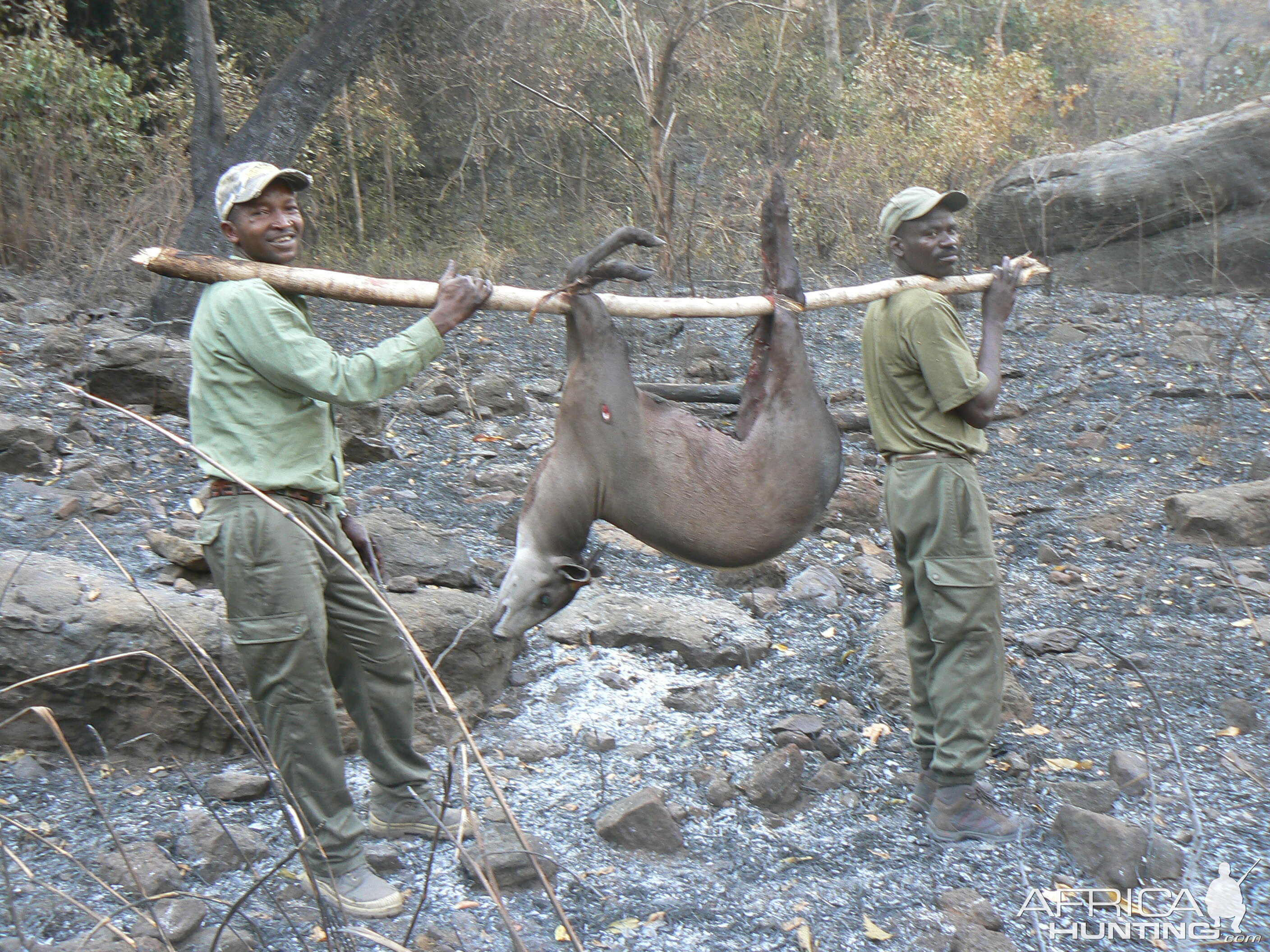 Back to the truck!!! with a yellow backed duiker