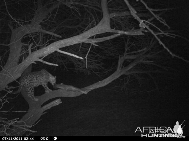 Baited Leopard in Namibia