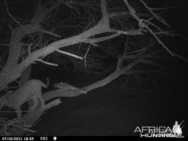 Baited Leopard in Namibia