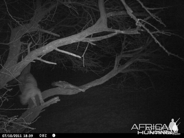 Baited Leopard in Namibia