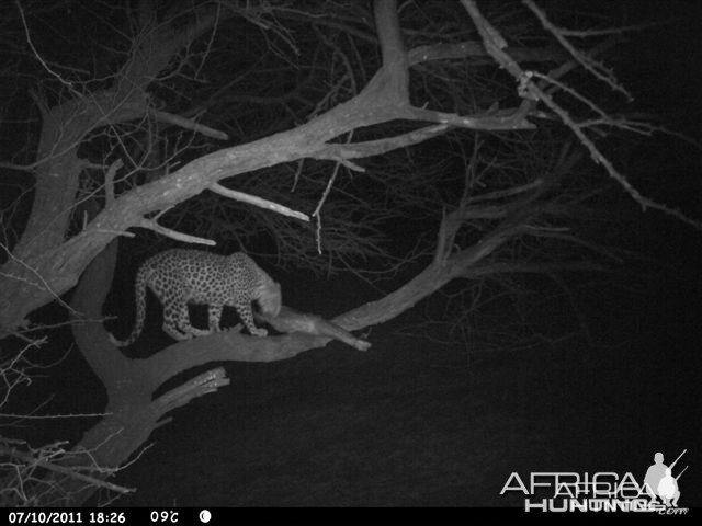 Baited Leopard in Namibia