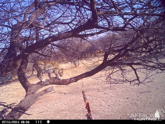 Baited Leopard in Namibia