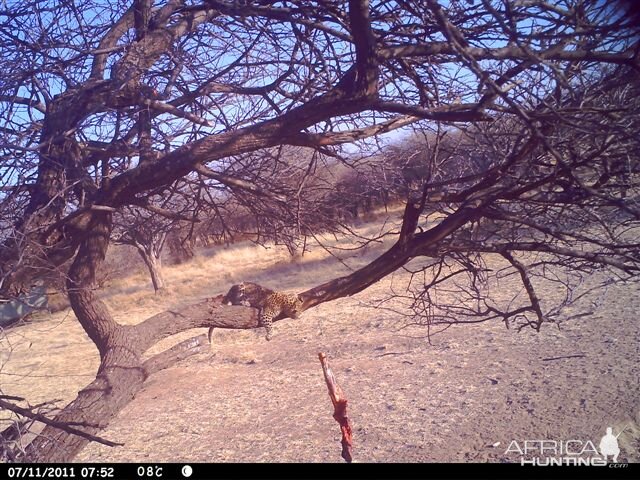 Baited Leopard in Namibia