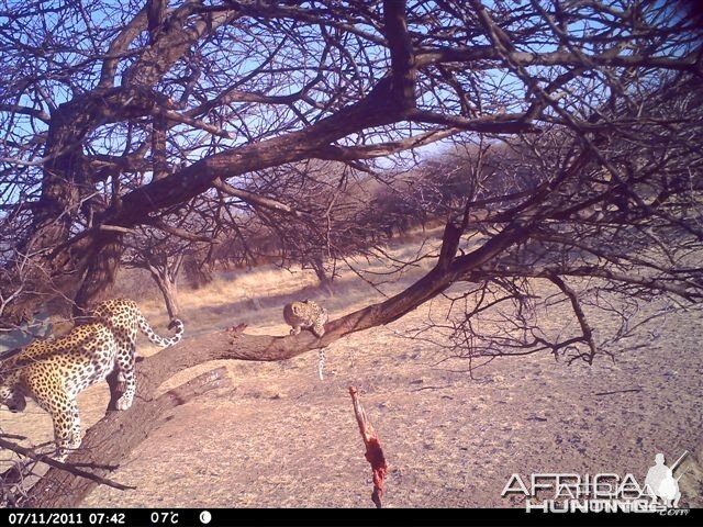 Baited Leopard in Namibia