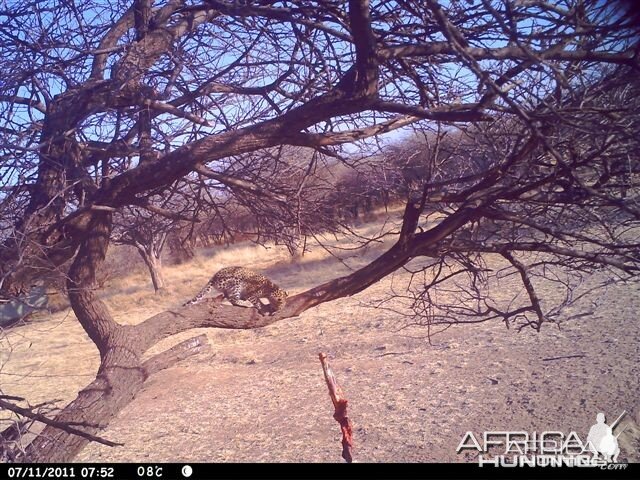 Baited Leopard in Namibia