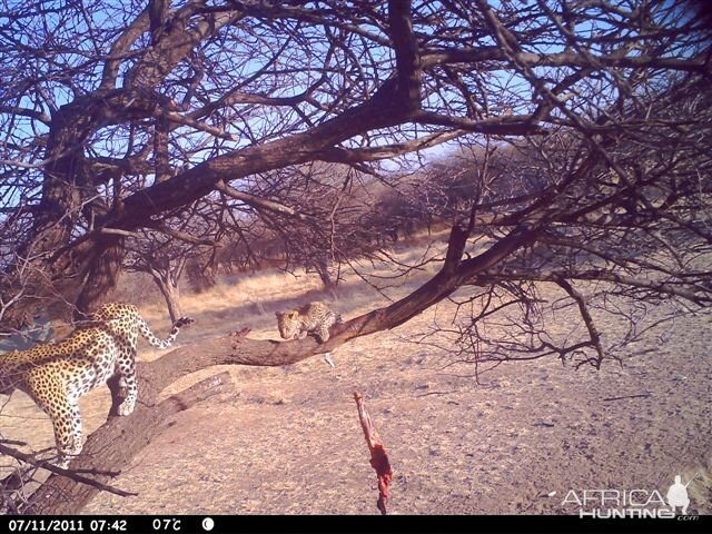 Baited Leopard in Namibia