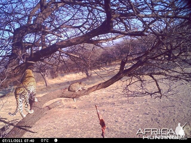 Baited Leopard in Namibia