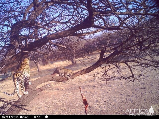 Baited Leopard in Namibia