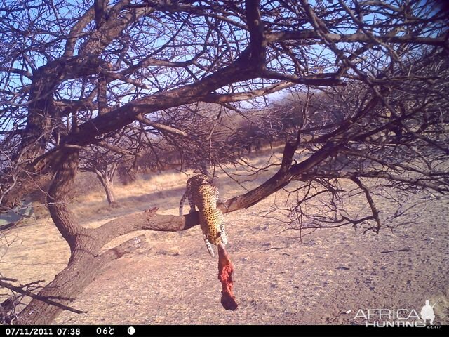 Baited Leopard in Namibia