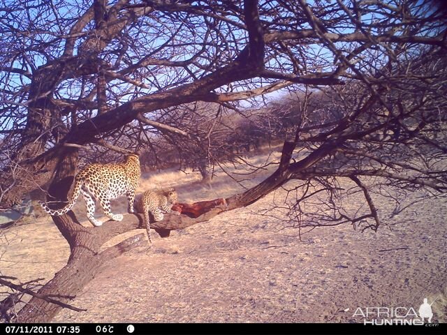 Baited Leopard in Namibia