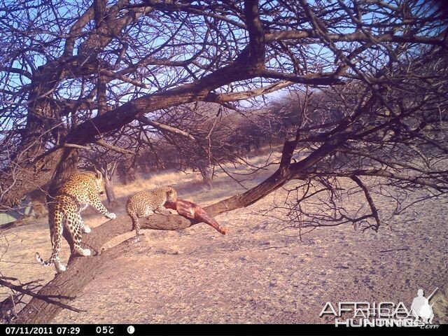 Baited Leopard in Namibia