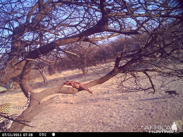 Baited Leopard in Namibia