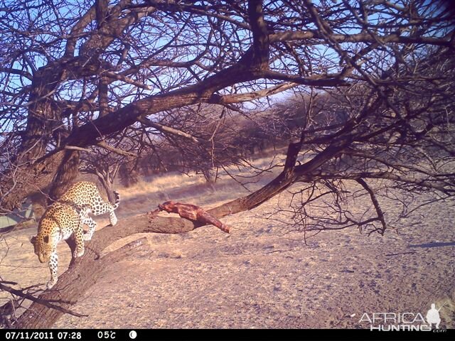 Baited Leopard in Namibia