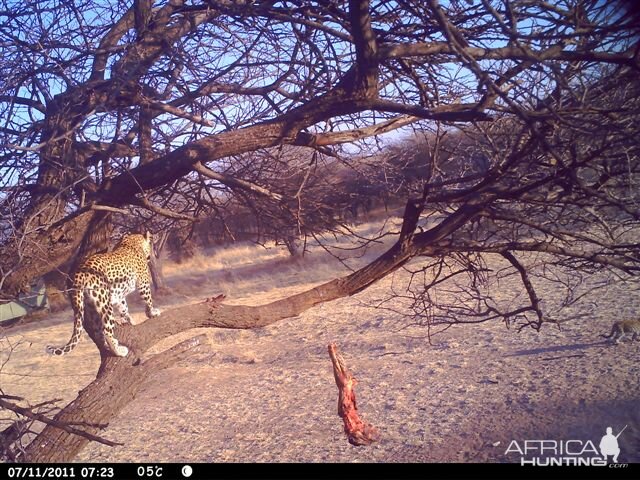 Baited Leopard in Namibia