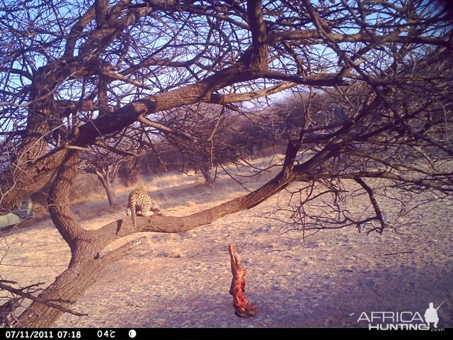 Baited Leopard in Namibia