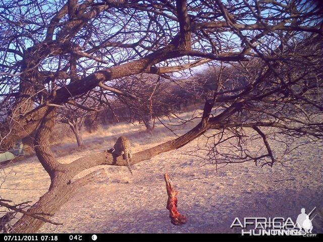 Baited Leopard in Namibia