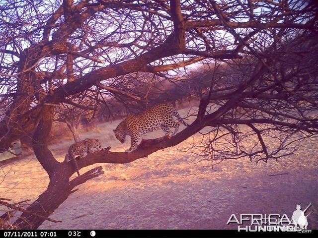 Baited Leopard in Namibia