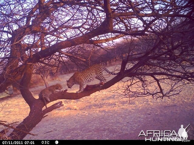 Baited Leopard in Namibia