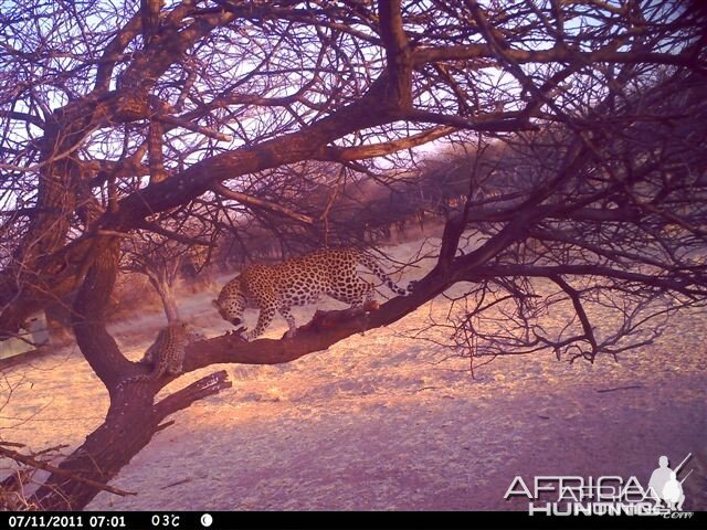 Baited Leopard in Namibia