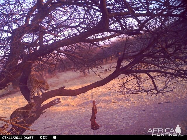 Baited Leopard in Namibia